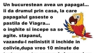 BANCUL ZILEI | Un bucureștean avea un papagal