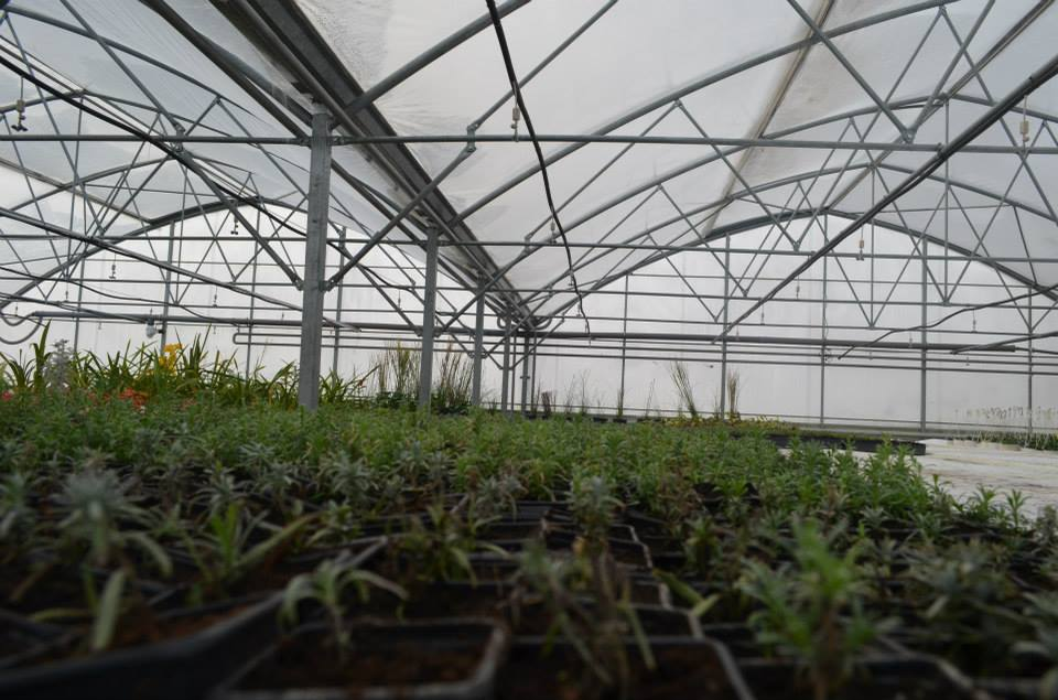 Sătmăreanul deține cea mai mare plantație de goji din România