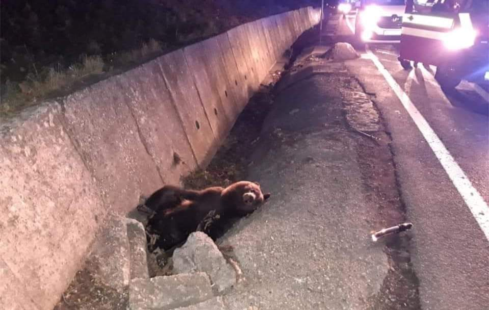 Scene cumplite în apropiere de Târgu Mureş, după ce un urs a fost lovit puternic de o mașină
