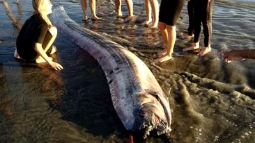 E URIASA si monstruoasa! Creatura descoperita in apele Pacificului a ingrozit toata plaja