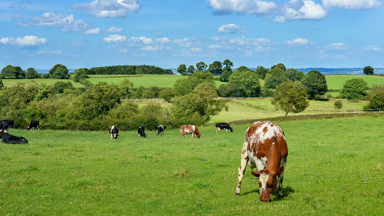 Tragedie în Anglia! O femeie a murit călcată de o turmă de vaci, în timp ce își plimba câinele pe un câmp