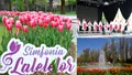 Pe ce dată are loc Simfonia Lalelelor 2024 din Pitești? Este unul dintre cele mai frumoase festivaluri ale primăverii