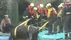Un cal a fost salvat de pompieri dintr-o piscina