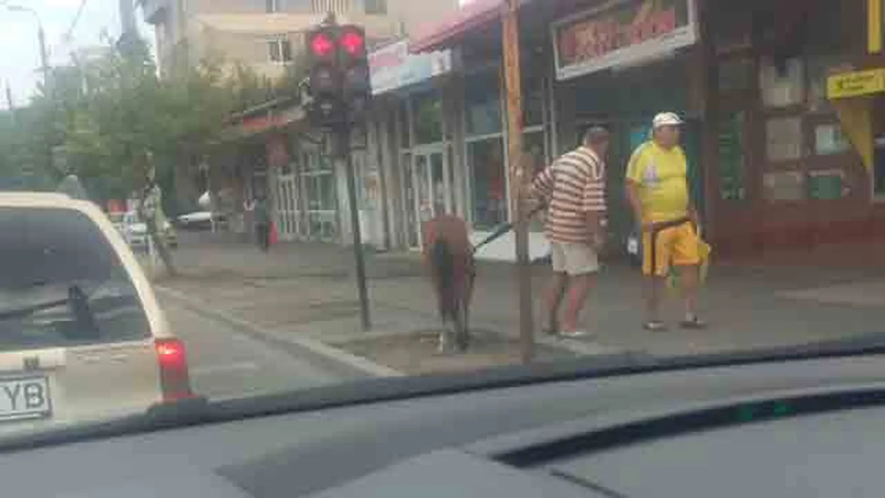 Caz INCREDIBIL la Targoviste! Ce face acest barbat in centrul orasului cu un cal!