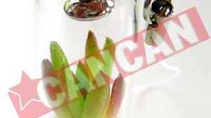 Plante de purtat la gat
