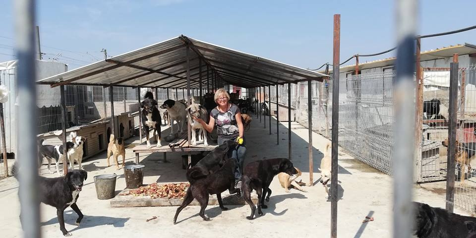 Maria este ajutată de mai mulți oameni cu suflet mare să aibă grijă de sutele de câini