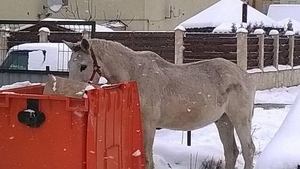 Imagini INGROZITOARE surprinse in Romania! Mai multi cai abandonati pe strazi se hranesc din gunoaie! Vezi unde se intampla