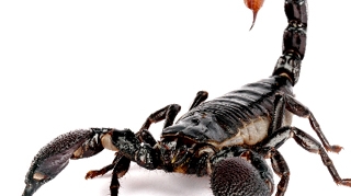 Ucenici teroristilor vor sa atace avioanele cu scorpioni, paianjeni, viespi sau serpi