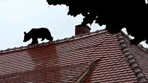 Noi detalii despre cazul ursului împuşcat la Sibiu