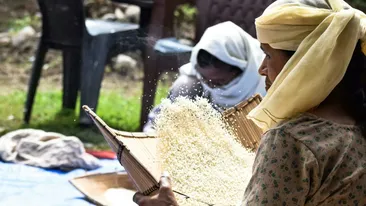 Orezul, alimentul care hrănește lumea: cum a cucerit planeta din China antică până în Europa