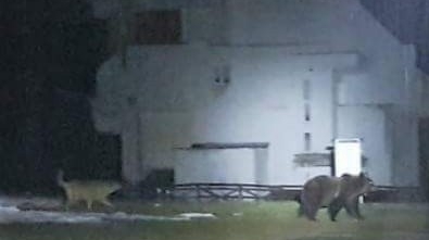 VIDEO. Salvamontiştii dâmboviţeni, atacaţi de urşi. O fiară de 120 de kilograme a distrus intrarea Refugiului de la Peştera