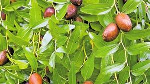 Ziziphus, fructul medicament! Virtutile terapeutice ale Curmalului Chinezesc