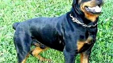 A omorat din greseala doi caini dupa ce i-a tarat 2 km cu masina