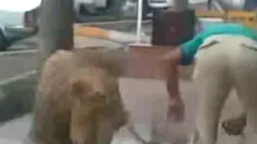 VIDEO VEZI AICI Cum este spalat un leu cu furtunul, in plina strada