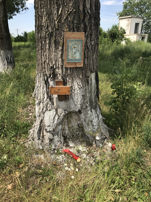 Pe copacul în care s-a izbit Dan Condrea cu maşina a fost prinsă o icoană, însă cuiul a fost bătut fix în obiectul religios