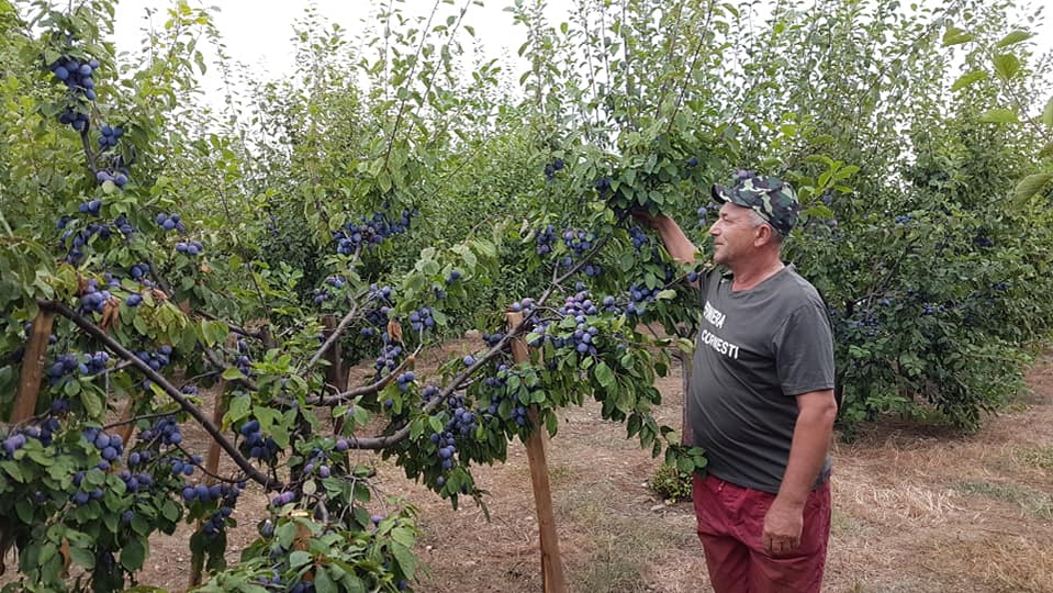 Minerul a înființat o pepinieră