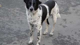 Un copil de sase ani a fost omorat de caini! Comunitarii s-au transformat in animale salbatice!