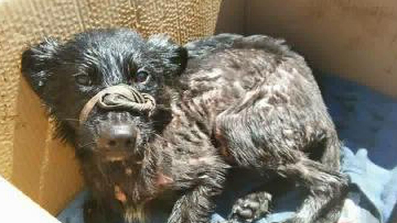 FOTO! Un căţel a fost salvat de medicii veterinari, după ce a fost găsit într-o groapă cu smoală
