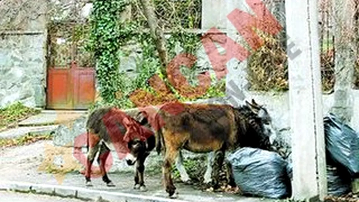 Magari la promenada pe strada avocatilor