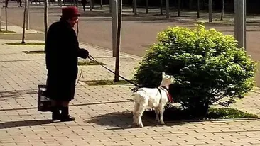 Un bărbat din Iași a avut parte de o întâlnire-surpriză în timpul stării de urgență: ”Uite o nebună care și-a luat...”