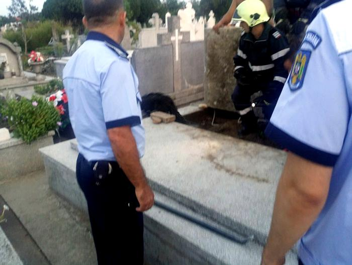 Câine îngropat de viu într-un mormânt dintr-un cimitir din Timiș. Groparii ar fi pus cu bună știință peste el placa de beton a unui cavou. Explicația e halucinantă