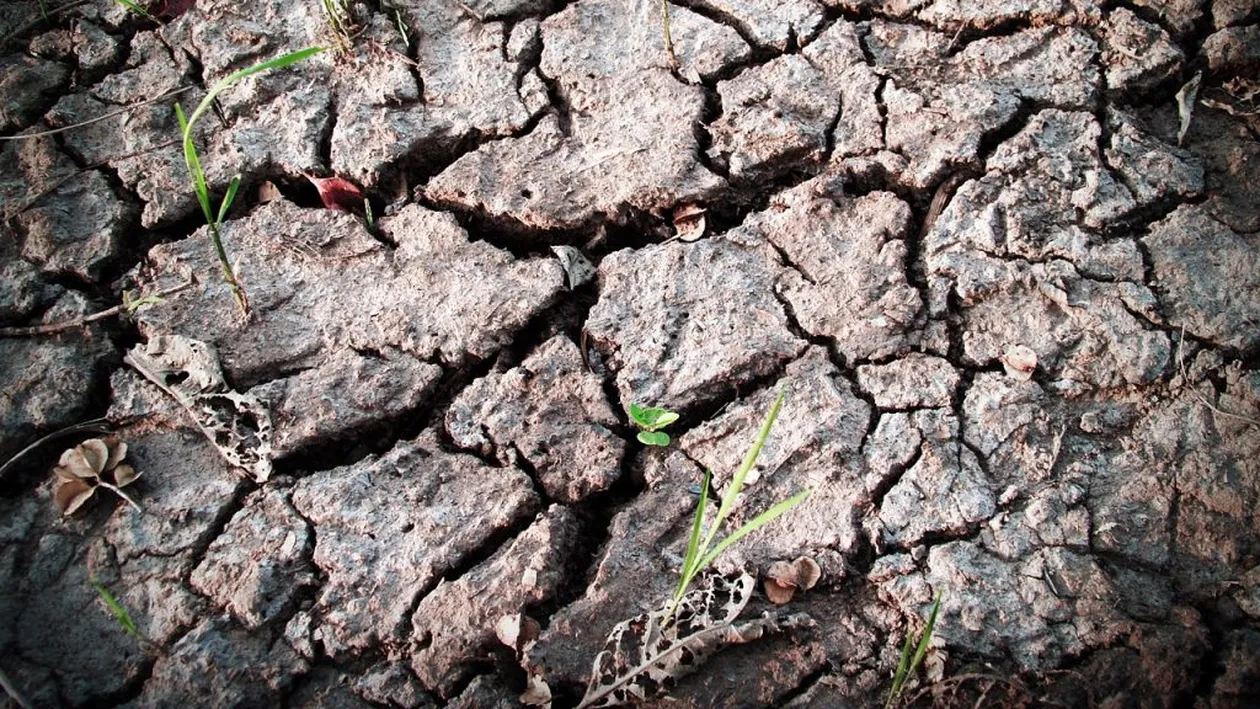 Secetă extremă în Dobrogea. Ce spun fermierii