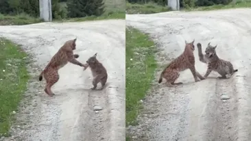 Imagini cu cea mai mare felină din Europa, surprinse în România! Cum a fost filmat animalul care e scump la vedere