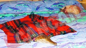 A divortat din cauza unui crocodil