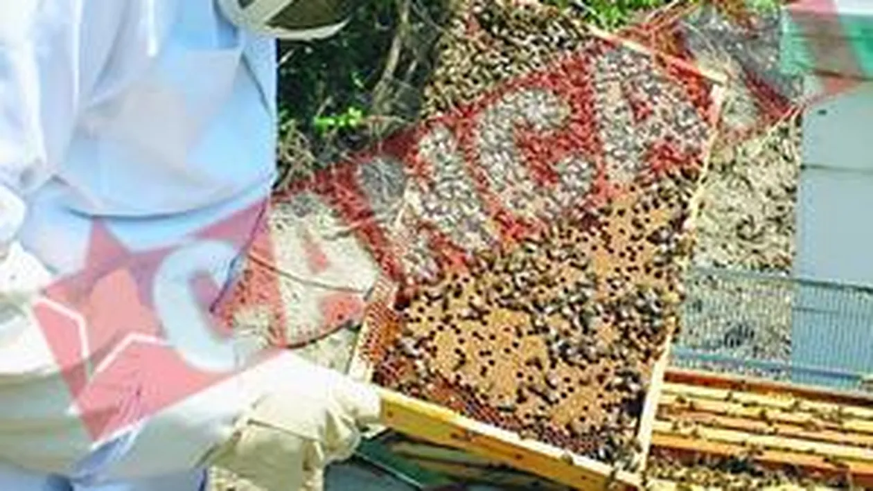 Terorizati de albine