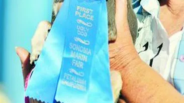 Iata-l pe cel mai urat caine din lume!