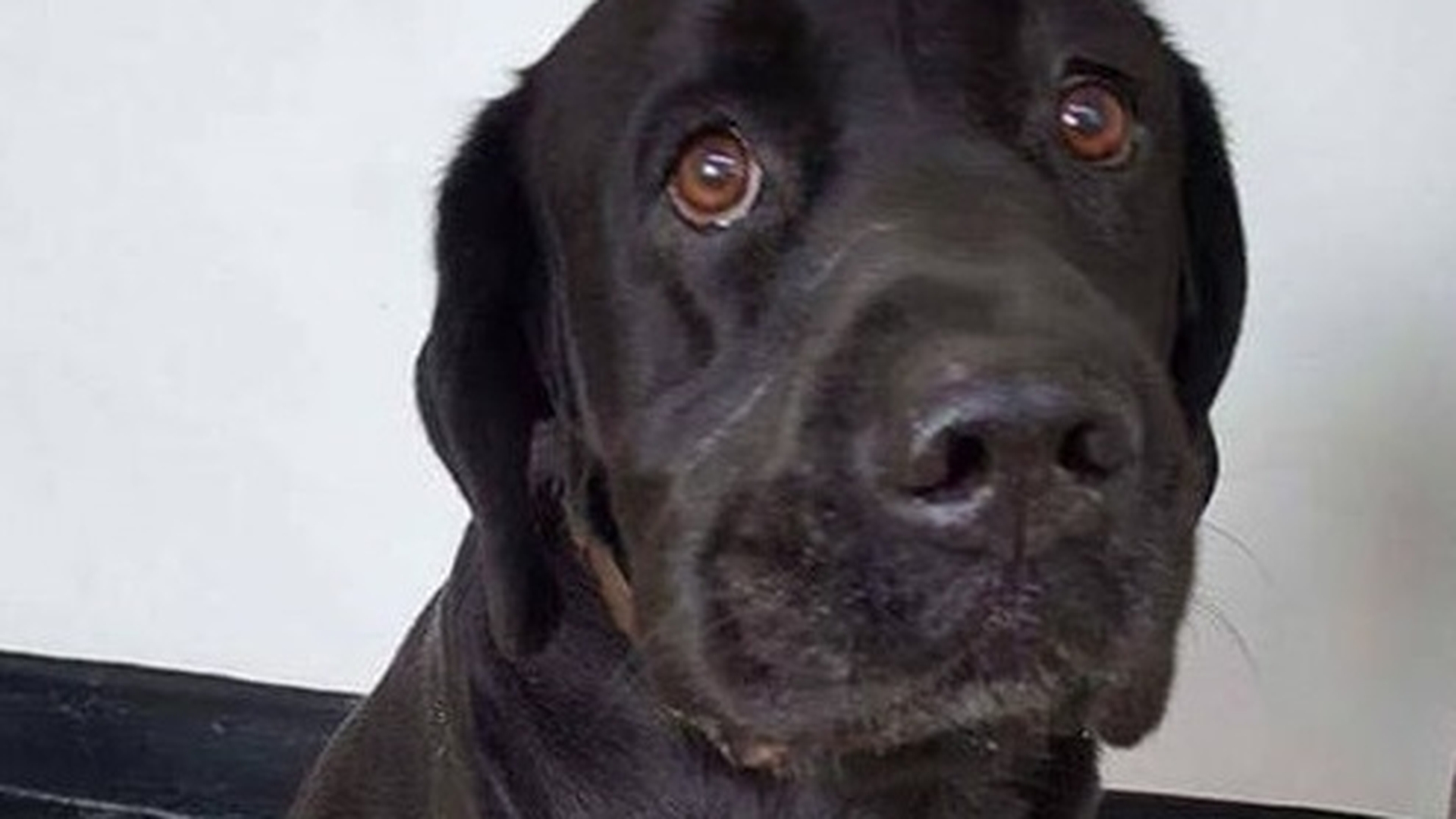 Adevărul SFÂŞIETOR din spatele acestei imagini! Tiago este un labrador de 10 ani a cărui poveste a devenit virală