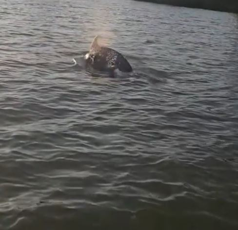 Delfinii au făcut spectacol în Delta Dunării! Au înotat în apropierea bărcilor
