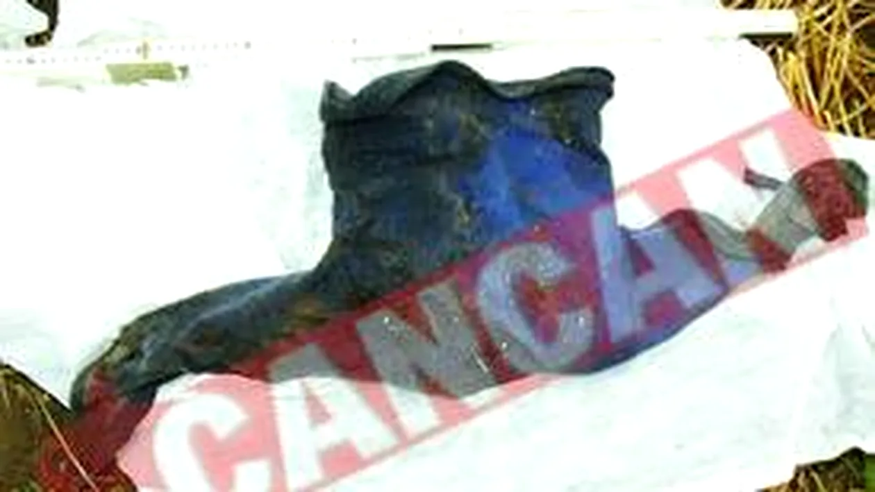 Baietel de 3 ani, devorat de sacali