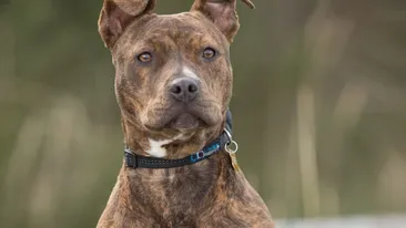 Scene șocante în Alba Iulia! O tânără a fost mușcată pe stradă de un pitbull, care i-a ucis cățelul