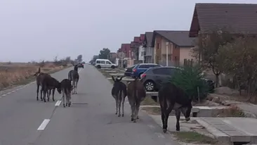 Invazie de măgari pe Strada Aviatorilor din Târgu Jiu. Proprietarul animalelor a fost sancționat