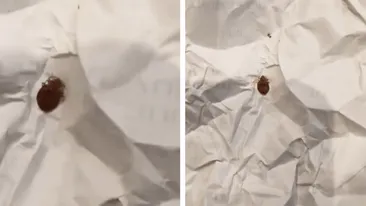 Ploșnițe într‐un liceu cunoscut din Capitală! Părinții fac acuzații grave: ”Copiii se tem să mai stea în bancă”