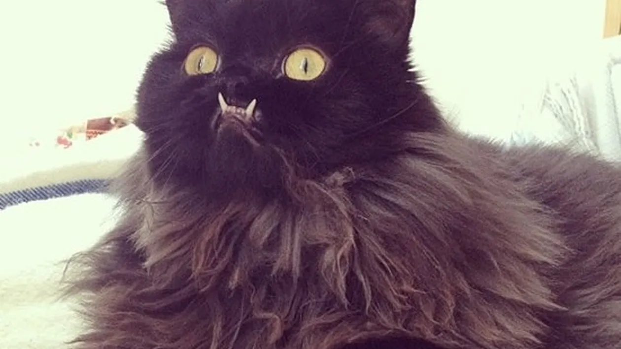 Ea e pisica Monstru. Te sperie cu privirea ei, dar stăpânii o consideră drăgălaşă: Când am văzut-o prima dată m-am ingrozit