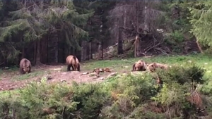 Imagini senzaționale la Suceava: 4 urși, ieșiți din pădure să mănânce, filmați de angajații Romsilva VIDEO