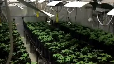 VIDEO. Un dâmbovițean cultiva cannabis în seră, la Gura Ocniței. Recolta: peste cinci kilograme