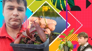 Adrian Danciu a descoperit o plantă carnivoră pe un canal din Satu Mare!