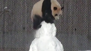 Reacţia acestui urs panda când vede pentru prima dată un om de zăpadă e genială! Imaginile au devenit virale la scurt timp şi au făcut înconjurul lumii