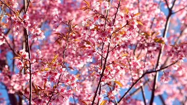 Alertă ANM! Prognoza meteo pentru următoarele patru săptămâni. Temperaturile vor crește semnificativ