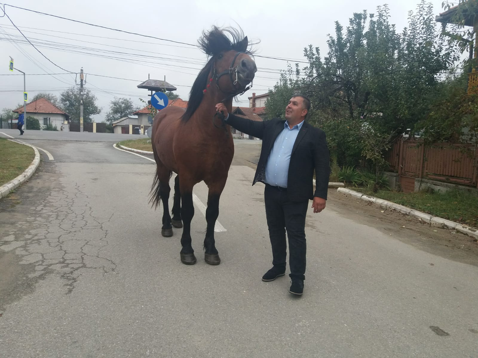 Primarul și calul lui, "Șoimul"