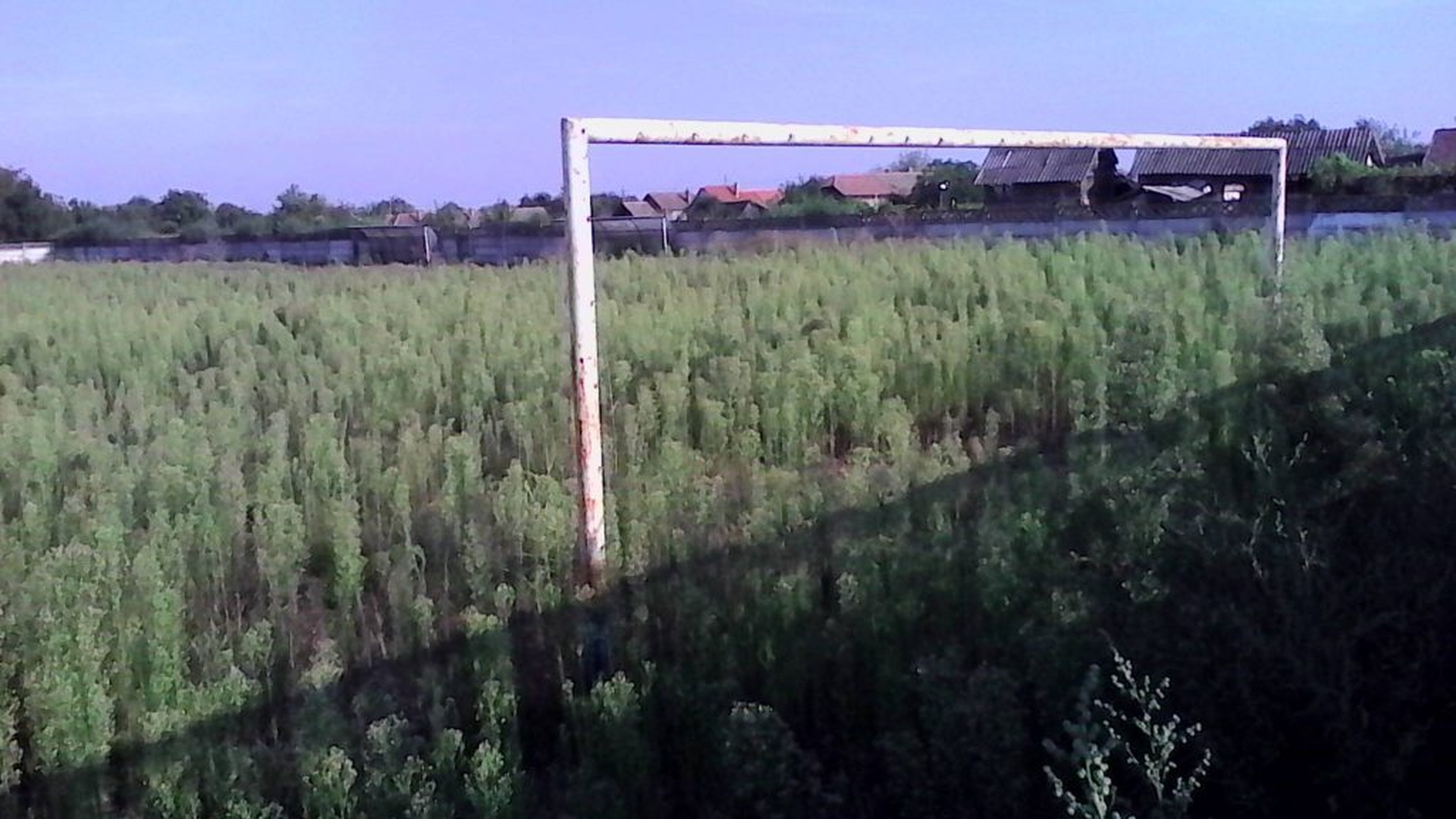 Imagini incredibile cu terenul de sport din Ciupercenii Vechi! Este plin de bălării mari cât porţile terenului