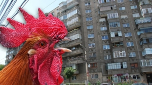 Caz rarisim în Cluj-Napoca! Cum s-au răzbunat locatarii unui bloc pe vecinul lor, care și-a luat cocoș