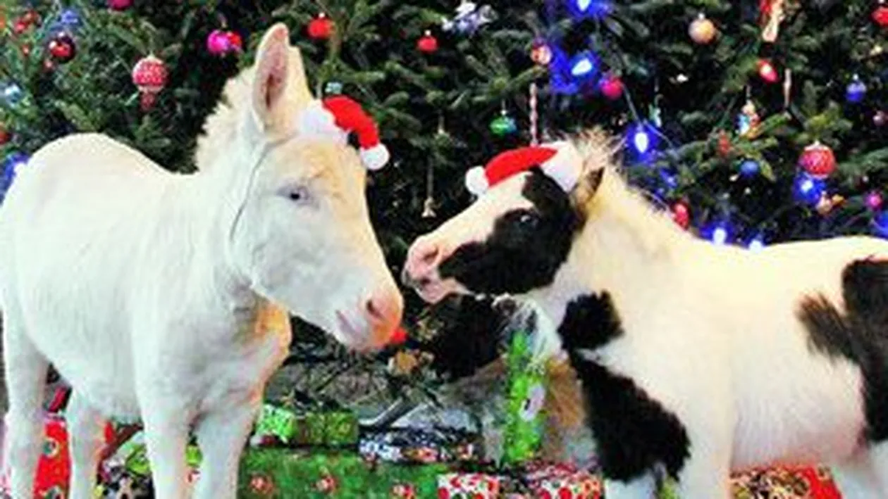 Cel mai mic cal din lume are un companion pe masura. Suntem mici, da' ce prietenie maaare...