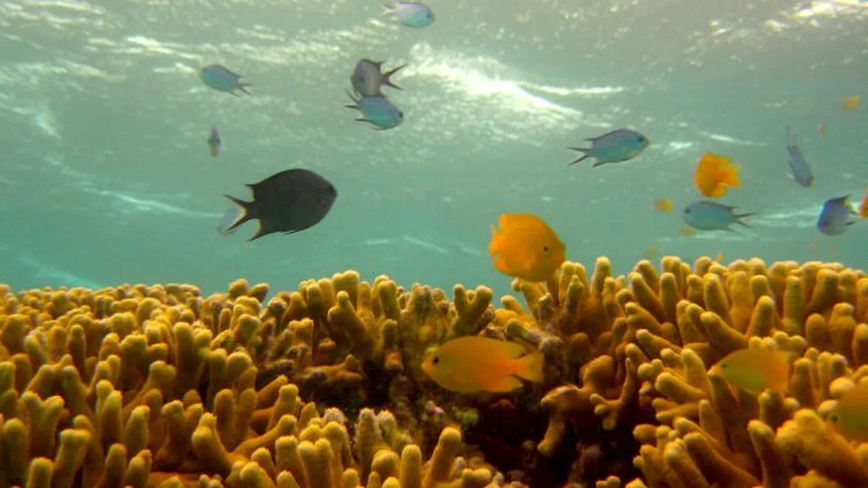 Poluarea fonica, mortala. Afla ce specii sunt in pericol