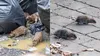 Șobolanii au pus stăpânire pe Capitală. Cartierele cu cele mai multe sesizări