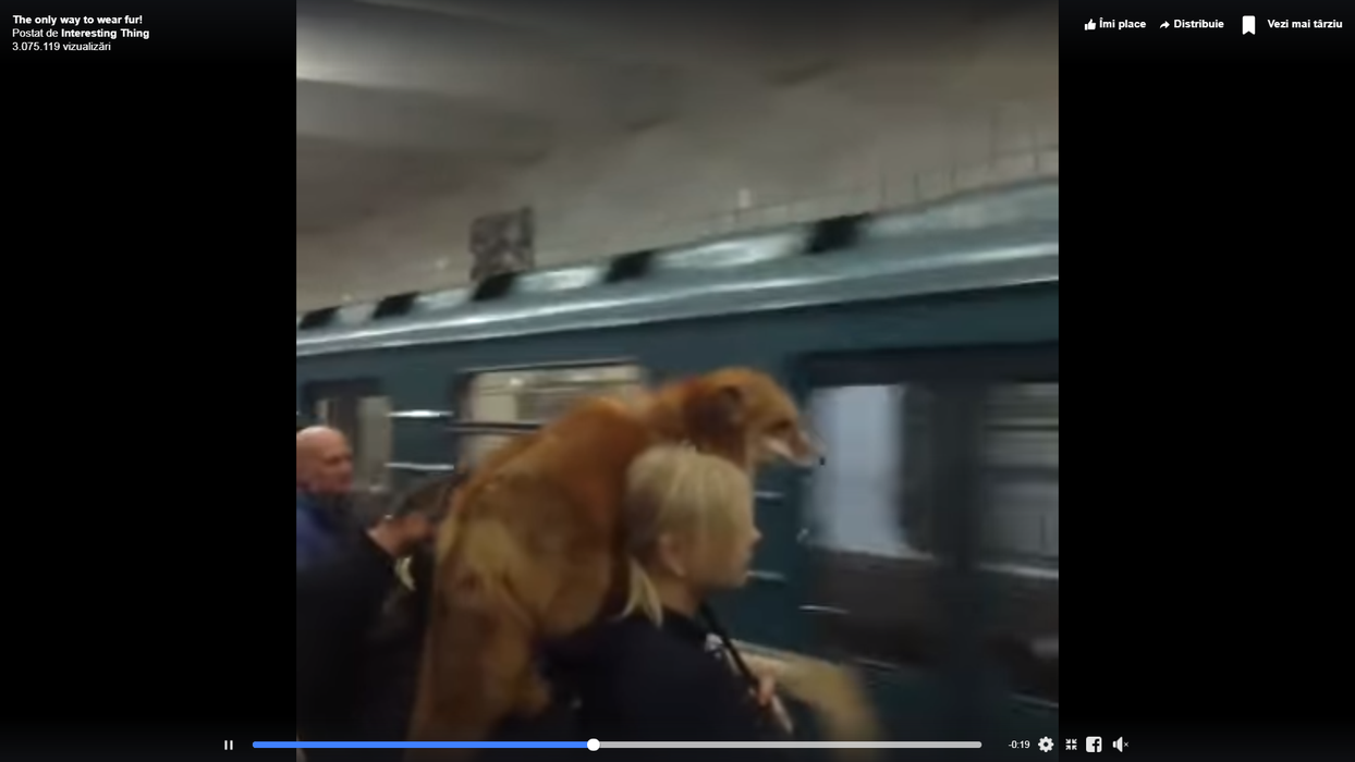 Găina Iuliei Albu e minciună! Imagini uluitoare cu femeia care poartă o vulpe pe umăr, în stația de metrou VIDEO