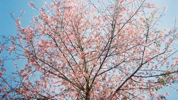 Prognoza meteo azi, 13 martie 2026. Primăvara se încălzește brusc în vestul României: temperaturile urcă până la 18 grade în Banat și Crișana